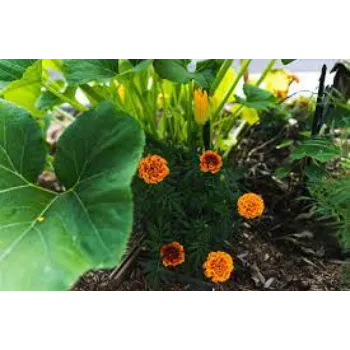 Beautiful Marigold Plant